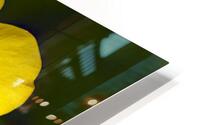 Bouton dOr HD Metal print