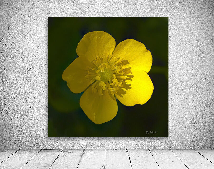 Bouton dOr Wall Preview
