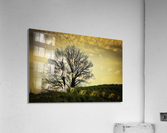 orange sunset on bare branches tree  Acrylic Print
