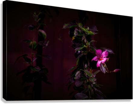 mandevilla flower  Canvas Print