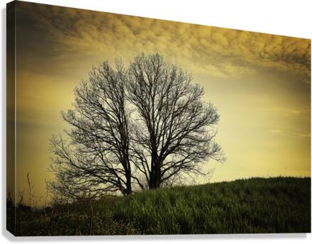 orange sunset on bare branches tree  Canvas Print