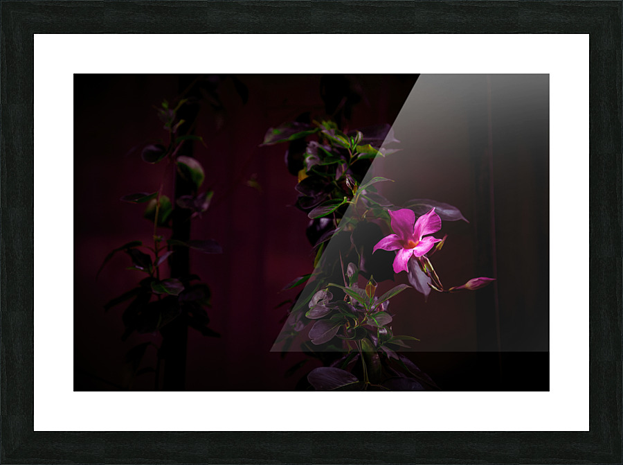 mandevilla flower  Picture Frame print
