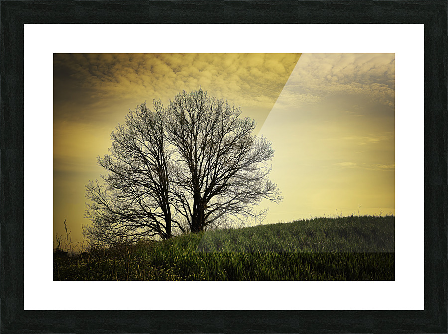 orange sunset on bare branches tree  Picture Frame print