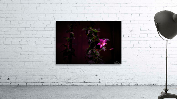 mandevilla flower  Wall Preview