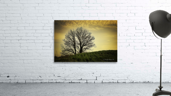 orange sunset on bare branches tree  Wall Preview