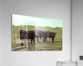 20190228 IMG_3567 2 Acrylic Print