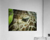 20181104 DSC 0225  3  Acrylic Print