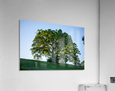 20190418 DSC 0043 Acrylic Print