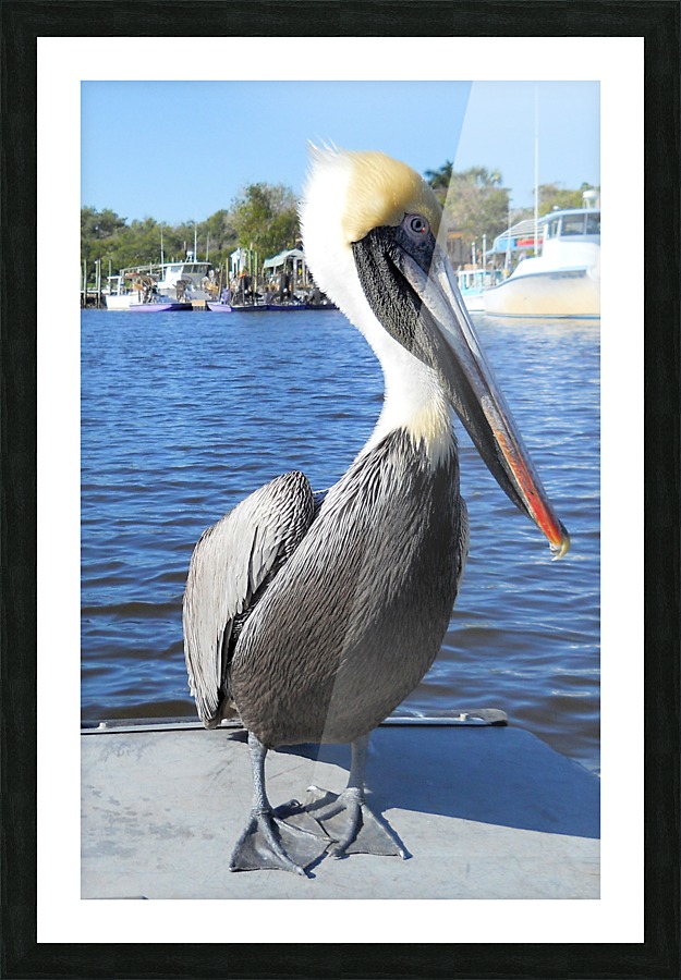 Bird14 Picture Frame print