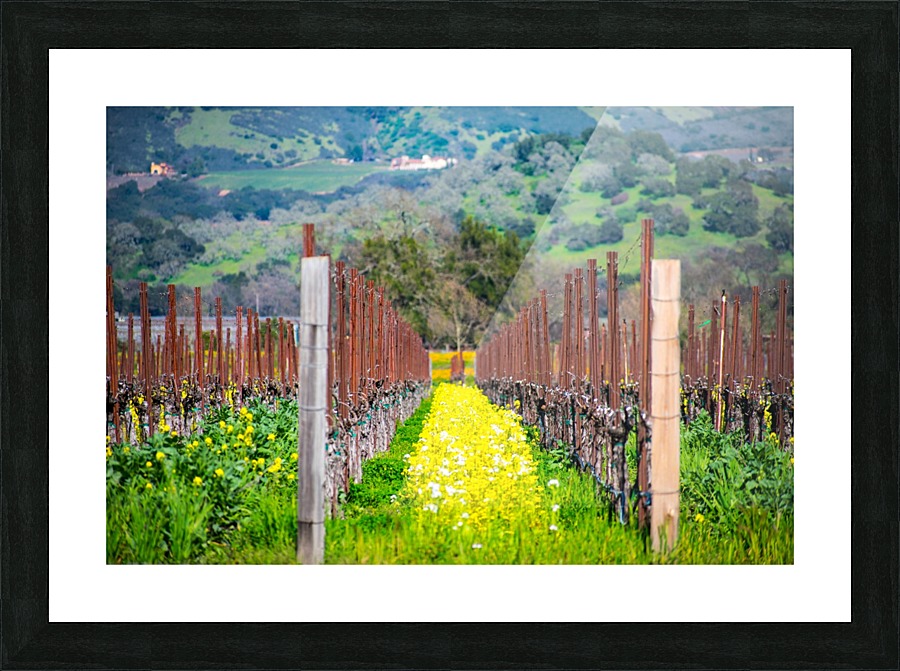 20190316 DSC_0242 Picture Frame print