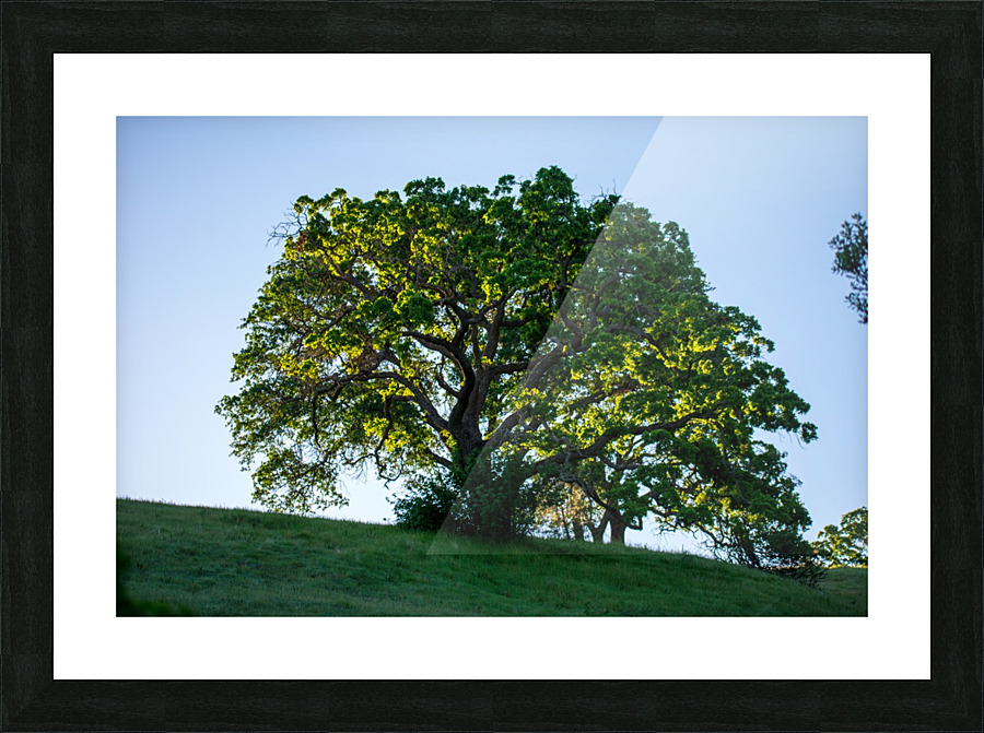 20190418 DSC 0043 Picture Frame print