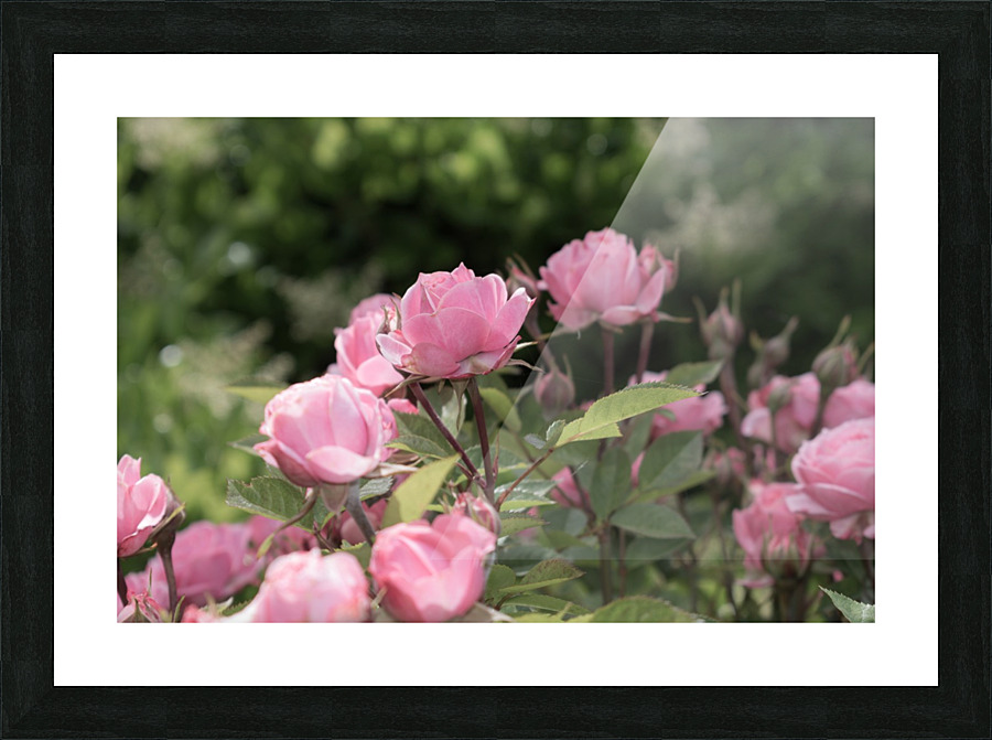 20200425 DSC 0242 2 Picture Frame print
