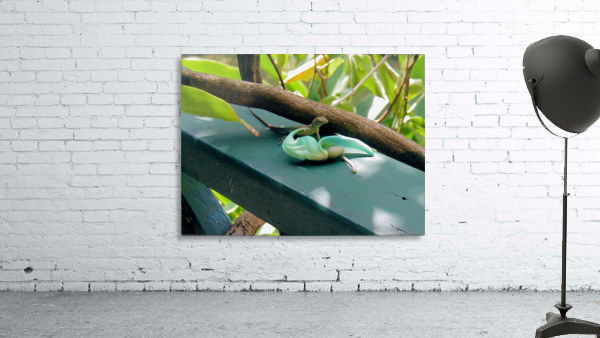 Animal38 Wall Preview