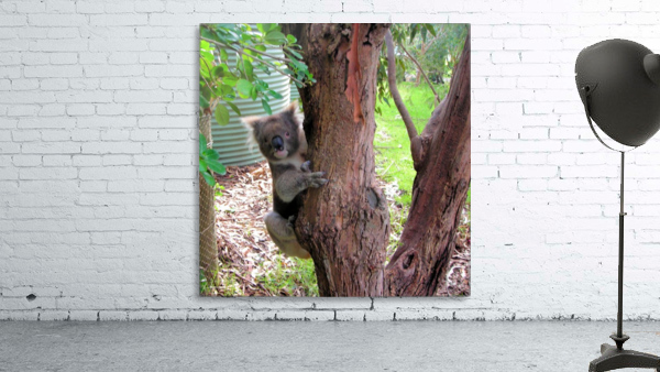 Animal13 Wall Preview