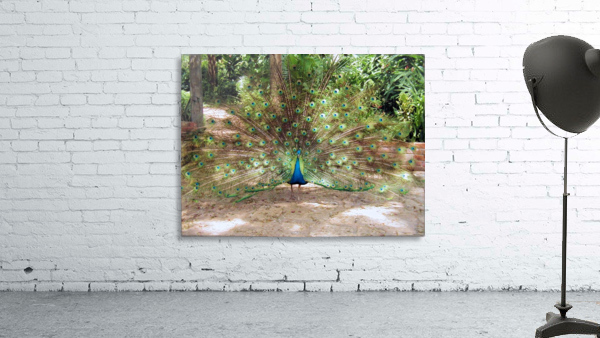 Bird22 Wall Preview