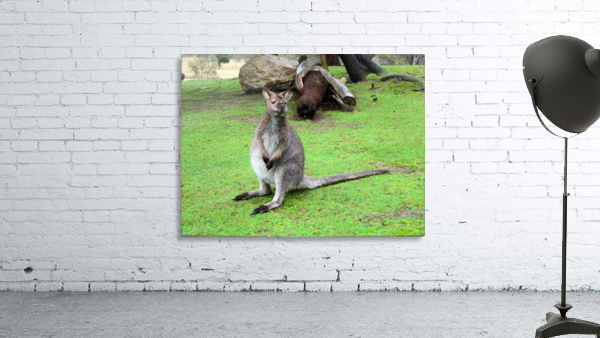 Animal16 Wall Preview