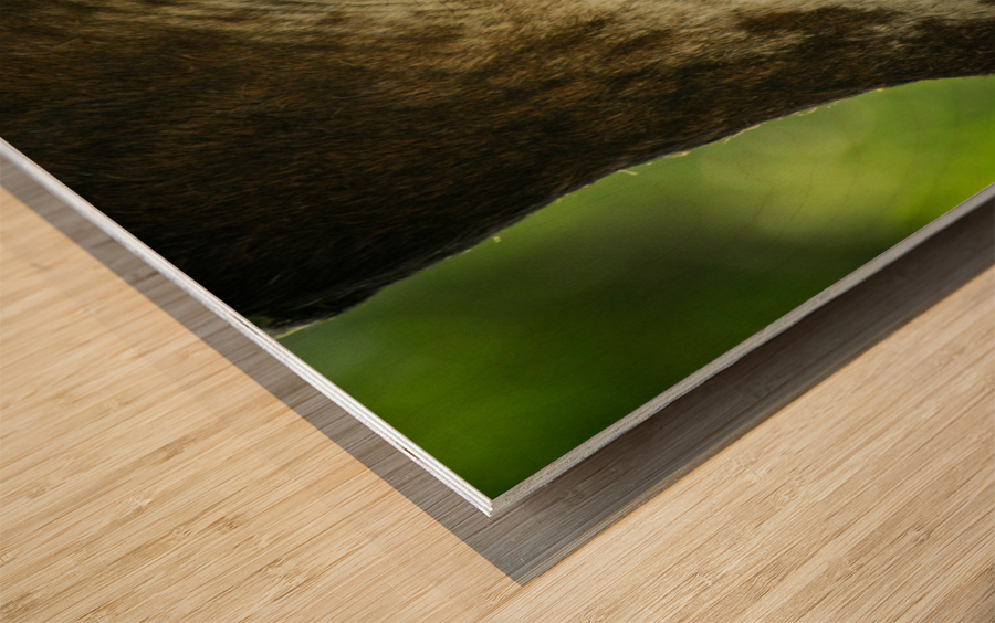 20181104 DSC 0225  3  Wood print