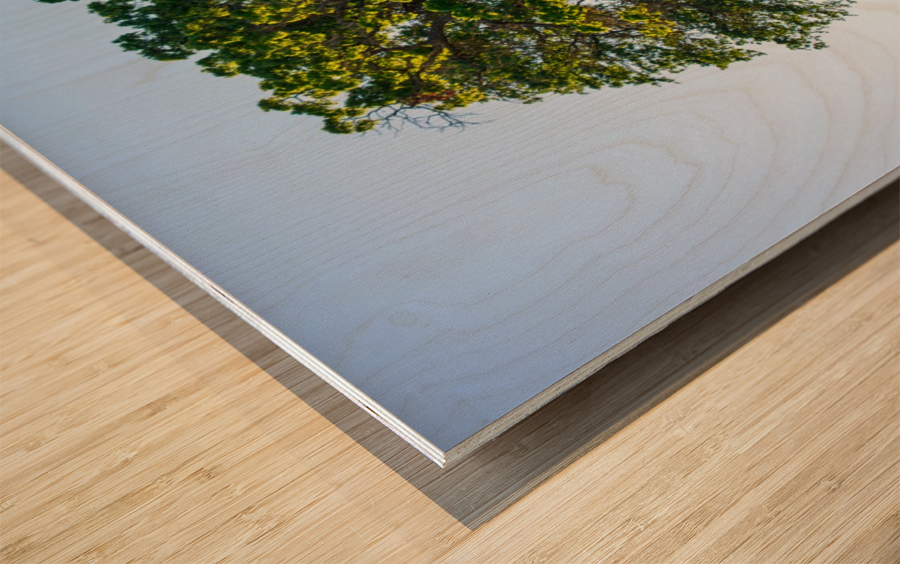 20190418 DSC 0043 Wood print