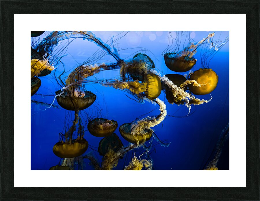 Dancing Jellies Picture Frame print