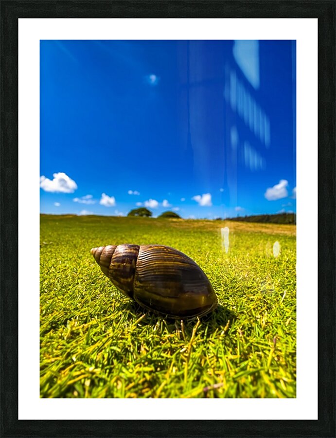Snails Pace Picture Frame print