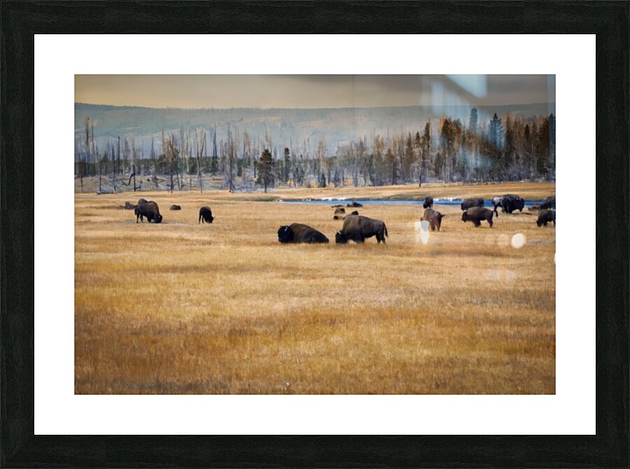 The Herd Picture Frame print