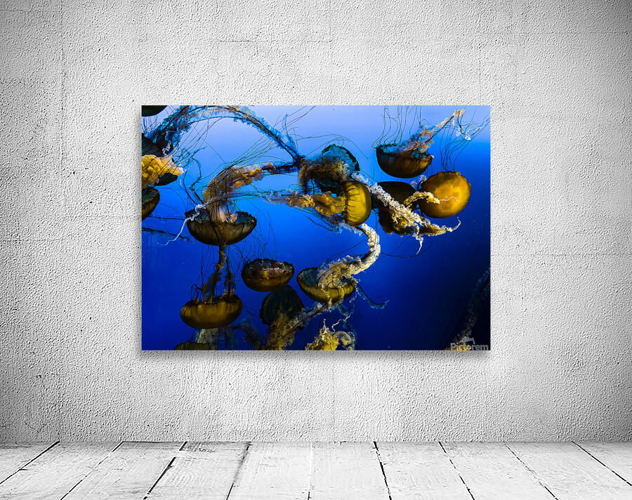 Dancing Jellies Wall Preview