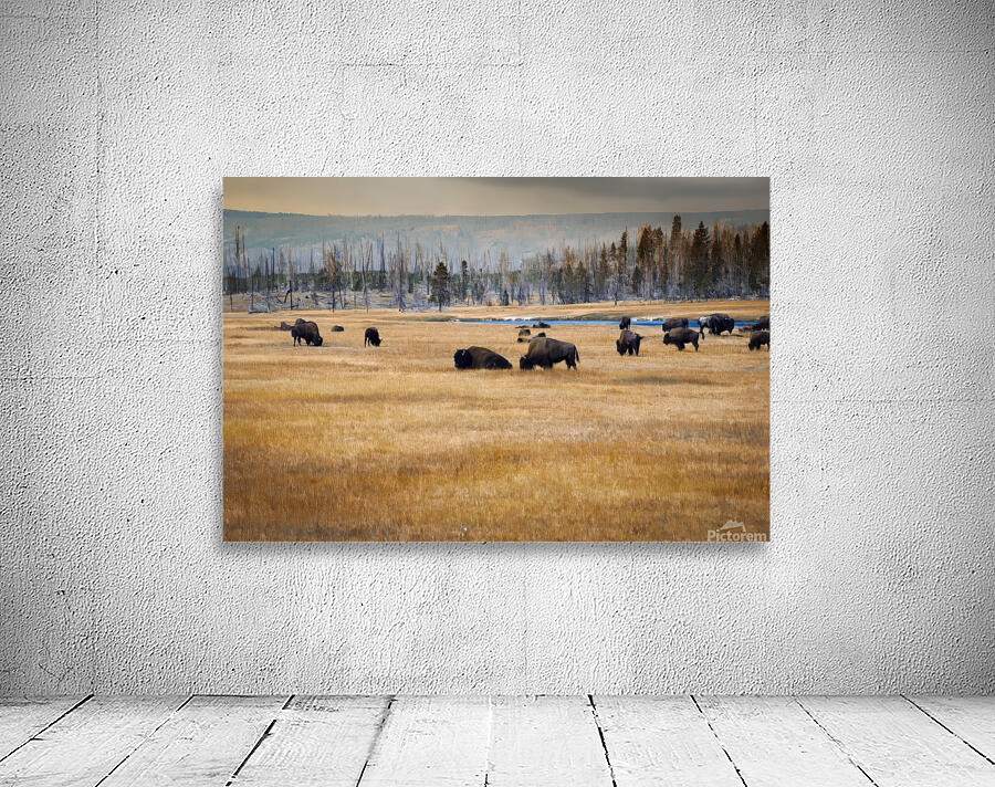 The Herd Wall Preview