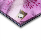 Pink flower Acrylic print