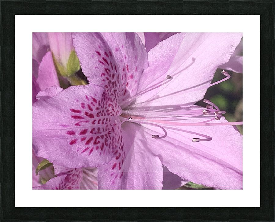 Pink flower Picture Frame print