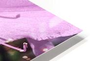Pink flower HD Metal print