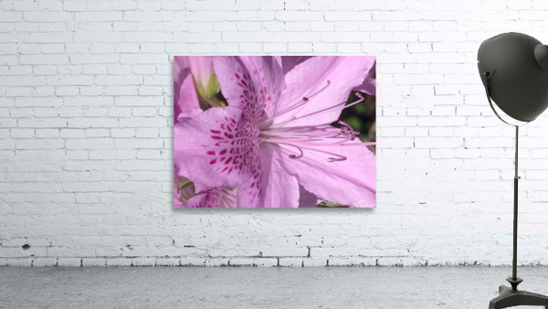 Pink flower Wall Preview