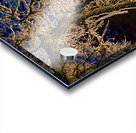 Branch Web Acrylic print