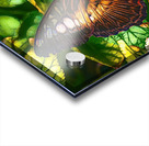 Spot Moth Acrylic print