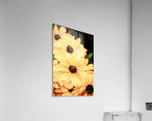 Tall and Yellow Acrylic Print