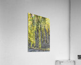 Tall Willow Cries Acrylic Print