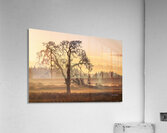 Thunderheart - Morning Oak Acrylic Print