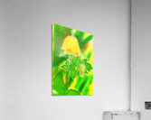 Yellow Poppy Acrylic Print