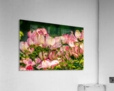 A Few Blossoms Acrylic Print