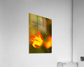 Chalk Poppy Acrylic Print