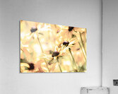 One of Many Acrylic Print