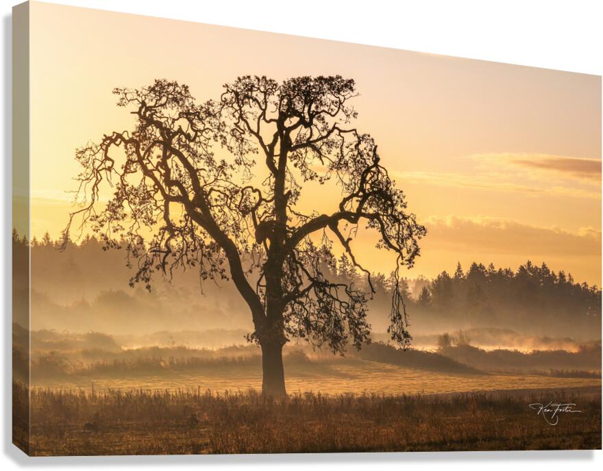 Thunderheart - Morning Oak Canvas Print