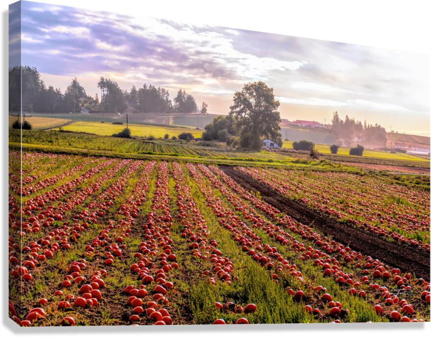 Pumpkin Morning Canvas Print