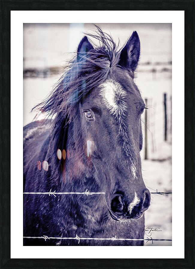 Winter Horse Picture Frame print