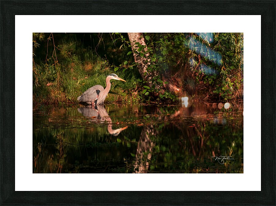 Backyard Heron Picture Frame print