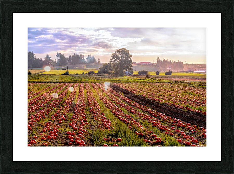 Pumpkin Morning Picture Frame print