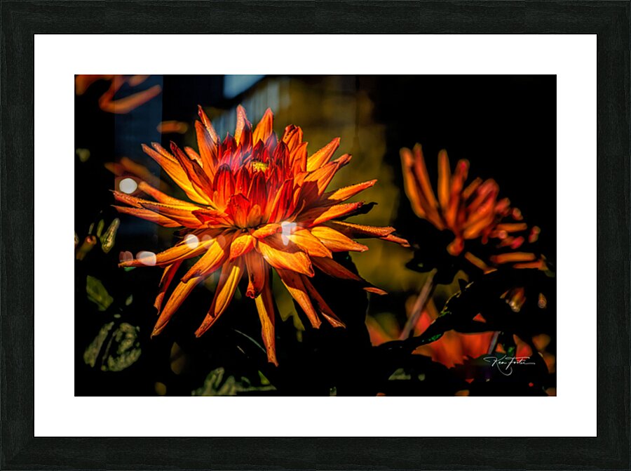 Dahlia Fire Picture Frame print