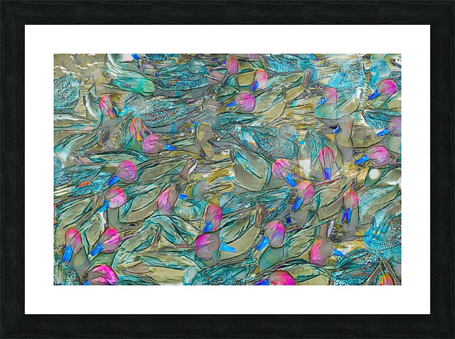 Duck Soup Picture Frame print