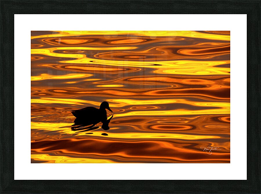 Duck l orange Picture Frame print