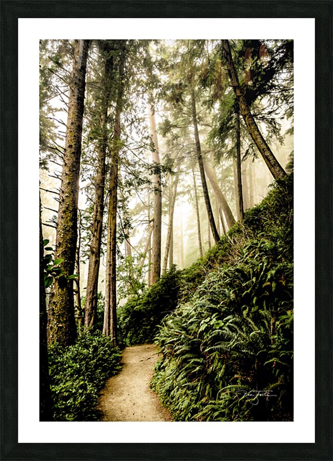 Fern Path Picture Frame print