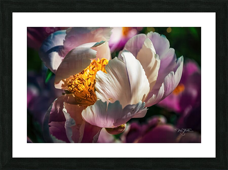 Peony Bride Picture Frame print